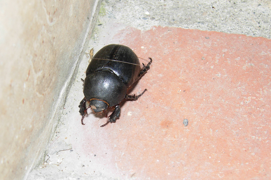 Coleotteri neri da Creta